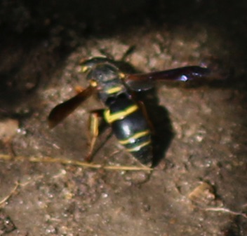 Potter Wasp Potter Wasp