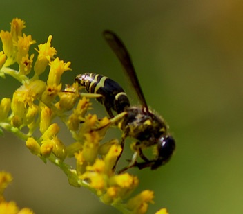 Potter wasp
Ancistrocerus antilope Potter wasp
Ancistrocerus antilope
