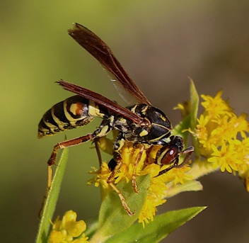 Northern Paper Wasp (native)
Polistes fuscatus Northern Paper Wasp (native)
Polistes fuscatus
