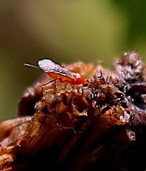 Red Braconid Wasp Red Braconid Wasp