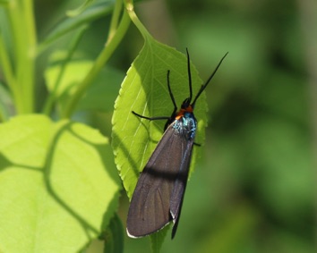 Scape Moth
Cisseps fuilvicollis Scape Moth
Cisseps fuilvicollis