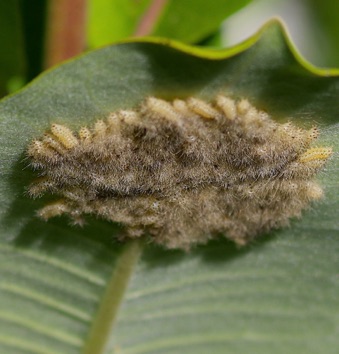 Milkweed Tussock Moth
Eggs on Milkweed Milkweed Tussock Moth
Eggs on Milkweed