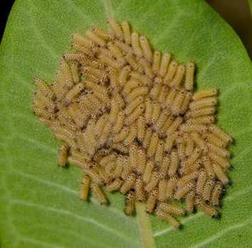 Milkweed Tussock Moth
Eggs on Milkweed Milkweed Tussock Moth
Eggs on Milkweed