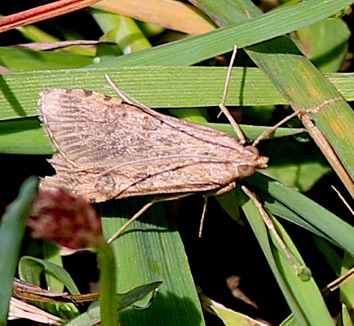 Snout Moth Snout Moth