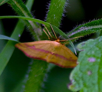 Chickweed Geometer Moth Chickweed Geometer Moth