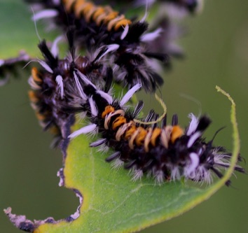 Milkweed Tiger Moth
Euchaetes eagle Milkweed Tiger Moth
Euchaetes eagle