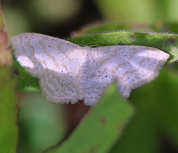 Gem Moth
Orthonama spp. Gem Moth
Orthonama spp.