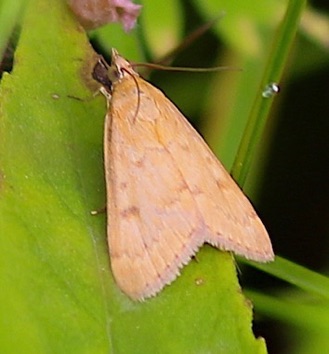 Snout Moth
Pyralidae family Snout Moth
Pyralidae family
