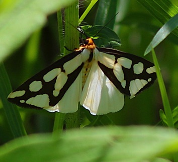 Confused Haploa Moth
Haploa confusa Confused Haploa Moth
Haploa confusa