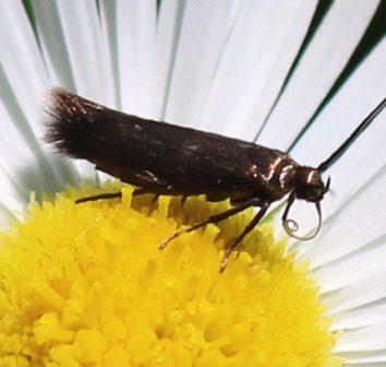 Unknown Moth Unknown Moth