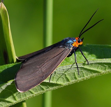 Ctenucha Moth
Ctenucha virginica Ctenucha Moth
Ctenucha virginica
