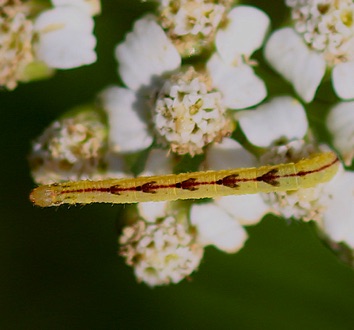 Geometer Moth Larva
Eupothecia miserulata Geometer Moth Larva
Eupothecia miserulata