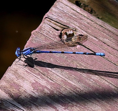 Familiar Bluet (male)
Enallagma civile Familiar Bluet (male)
Enallagma civile