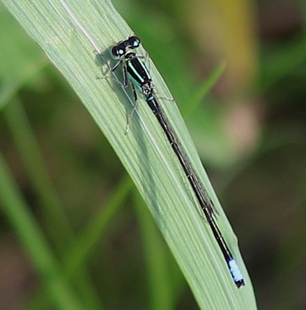 Eastern Forktail (male)
Ischnura verticals Eastern Forktail (male)
Ischnura verticals