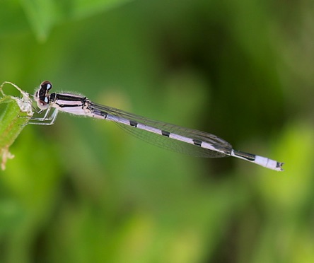 Familiar Bluet
Enallagma civile Familiar Bluet
Enallagma civile