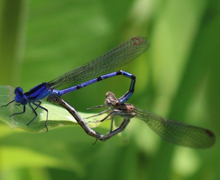 Springwater Dancers Mating
Argia plana Springwater Dancers Mating
Argia plana