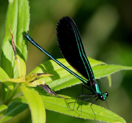Ebony Jewelwing (male)
Calopteryx maculata Ebony Jewelwing (male)
Calopteryx maculata