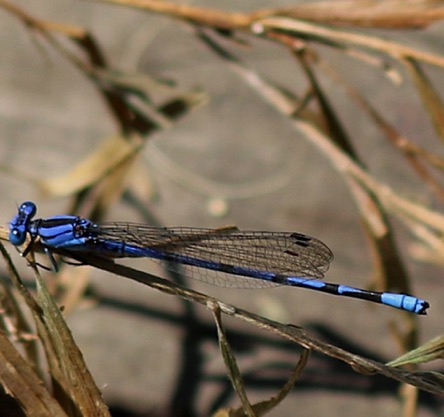 Tule Bluet
Enallagma carunculatum Tule Bluet
Enallagma carunculatum