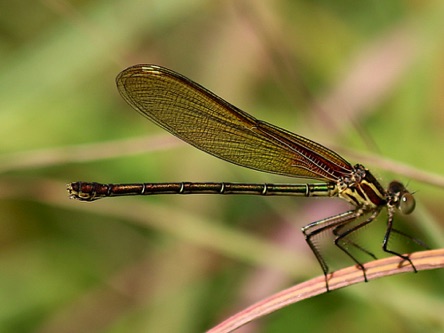 American Rubyspot (female)
Hetaerina americana American Rubyspot (female)
Hetaerina americana