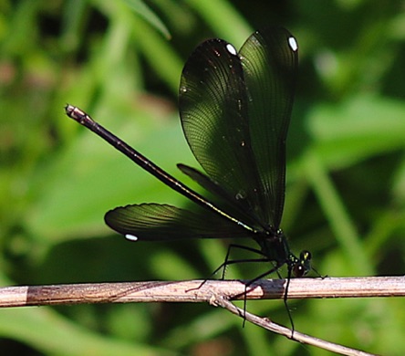 Ebony Jewelwing (female)
Calopteryx maculata Ebony Jewelwing (female)
Calopteryx maculata