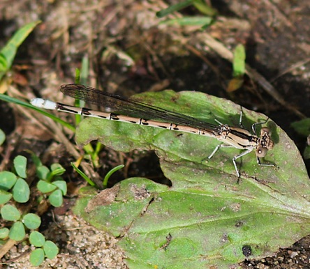 Springwater Dancer (female) *
Argia plana Springwater Dancer (female) *
Argia plana