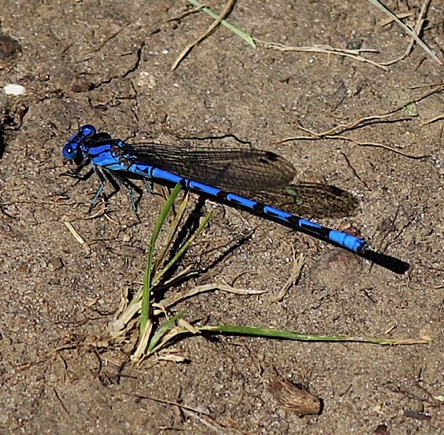 Springwater Dancer *
Argia plana Springwater Dancer *
Argia plana