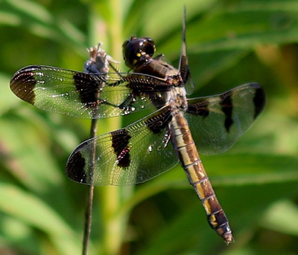 Twelve-spotted Skimmer
Libellule pulcella Twelve-spotted Skimmer
Libellule pulcella