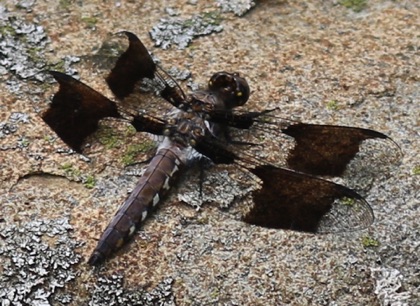 Common Whitetail (male)
Plathemis lydia Common Whitetail (male)
Plathemis lydia