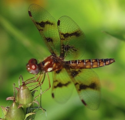 Amberwing (female)
Perithemis tenera Amberwing (female)
Perithemis tenera