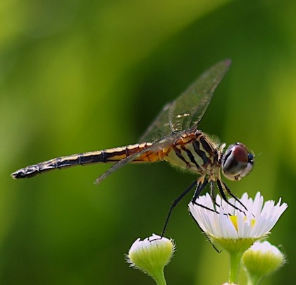 Blue Dasher (female)
Pachydiplax longipennis Blue Dasher (female)
Pachydiplax longipennis