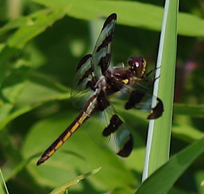 Twelve-spotted Skimmer
Libellula pulchella Twelve-spotted Skimmer
Libellula pulchella