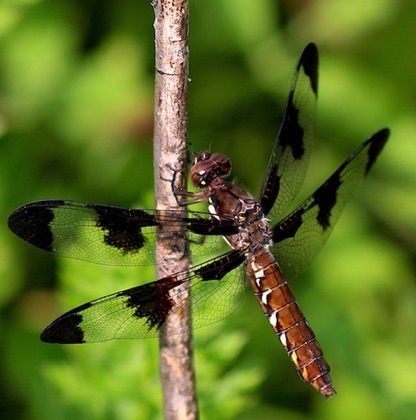 Common Whitetail (female)
Plathemis lydia Common Whitetail (female)
Plathemis lydia