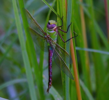 Common Green Darner
Anax junius Common Green Darner
Anax junius