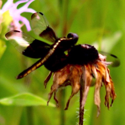 Widow Skimmer (female)
Libellula luctuosa Widow Skimmer (female)
Libellula luctuosa