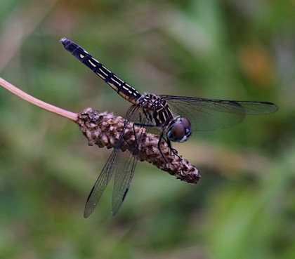 Blue Dasher
Pachydiplax longipennis Blue Dasher
Pachydiplax longipennis