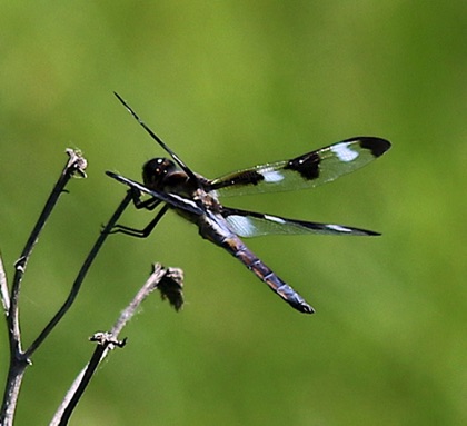 Twelve-spotted Skimmer (male)
Libellule pulcella Twelve-spotted Skimmer (male)
Libellule pulcella
