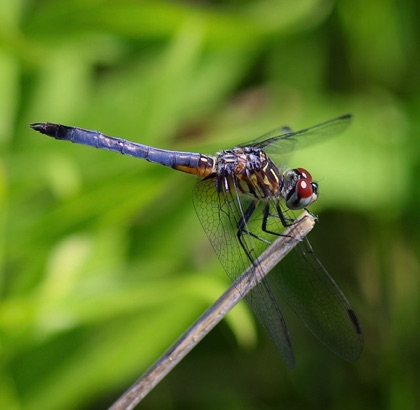Blue Dasher (female)
Pachydiplax longipennis Blue Dasher (female)
Pachydiplax longipennis