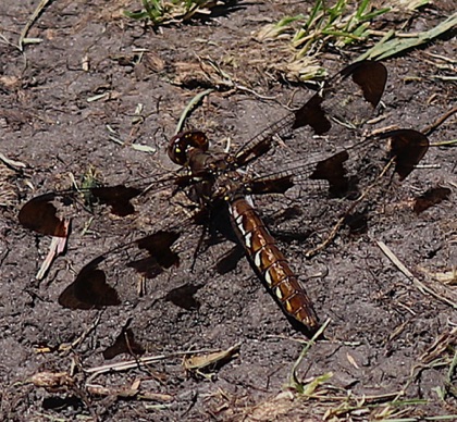 Common Whitetail (female)
Plathemis lydia Common Whitetail (female)
Plathemis lydia