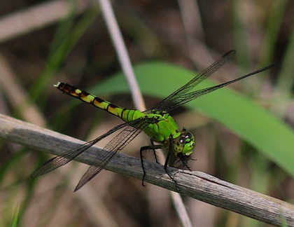 Eastern Pondhawk feeding on a fly
Erythemis simplicicollis Eastern Pondhawk feeding on a fly
Erythemis simplicicollis
