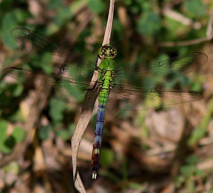 Eastern Pond Hawk
Erythemis simplicicollis Eastern Pond Hawk
Erythemis simplicicollis