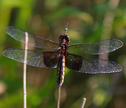 Widow
Libellula luctuosa Widow
Libellula luctuosa