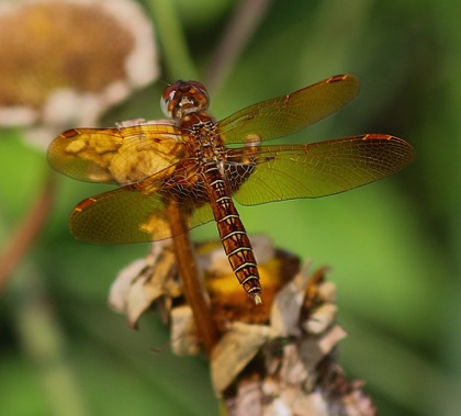 Eastern Amberwing (male)
Perithemis tenera Eastern Amberwing (male)
Perithemis tenera