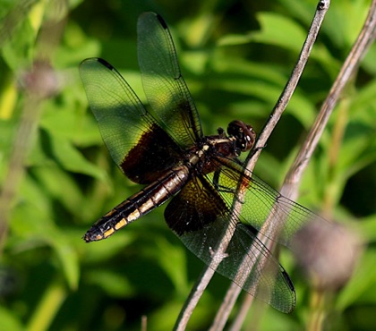 Widow
Libellula luctuosa Widow
Libellula luctuosa