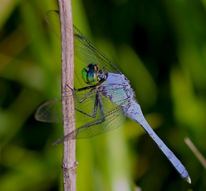 Eastern Pondhawk
Erythemis simplicicollis Eastern Pondhawk
Erythemis simplicicollis