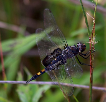 Black Saddlebags.jpg Black Saddlebags.jpg