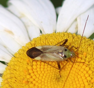 Alfalfa Plant Bug.jpg Alfalfa Plant Bug.jpg
