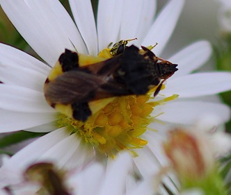Ambush Bug.jpg Ambush Bug.jpg
