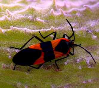 Large Milkweed Bug.jpg Large Milkweed Bug.jpg