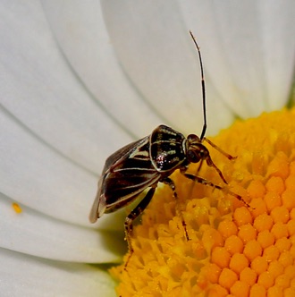 Tarnished Plant Bug.jpg Tarnished Plant Bug.jpg