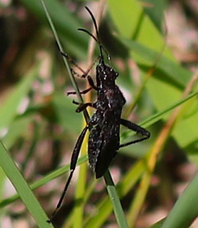 Broad-headed Bug.jpg Broad-headed Bug.jpg